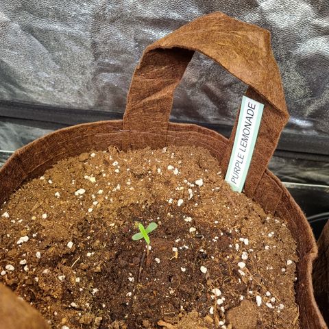 Purple Lemonade Auto Run #1 growlog timeline photo