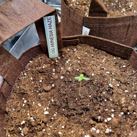 Amnesia Haze Auto Run #1 growlog timeline photo