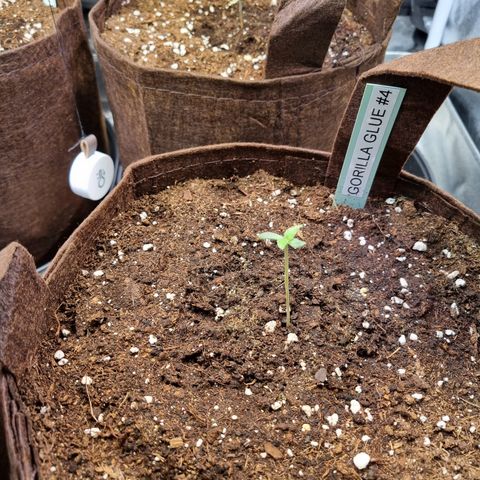 Gorilla Auto Run #1 growlog timeline photo