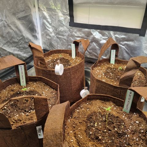 Purple Lemonade Auto Run #1 growlog timeline photo