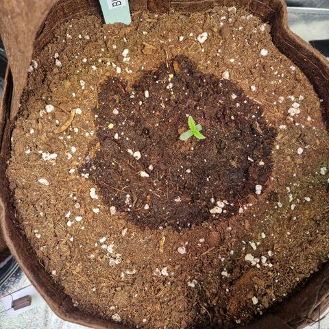 Blue Dream Auto Run #1 growlog timeline photo