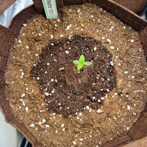 Amnesia Haze Auto Run #1 growlog timeline photo