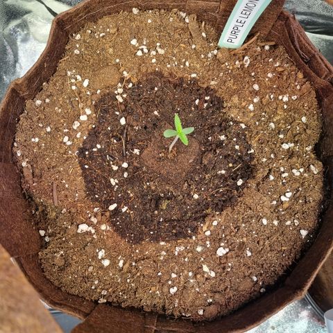 Purple Lemonade Auto Run #1 growlog timeline photo