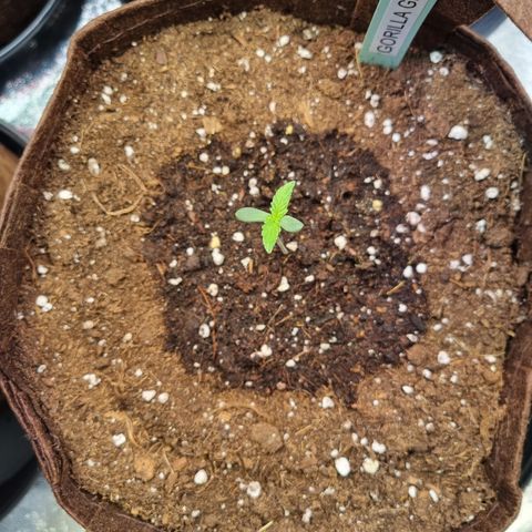 Gorilla Auto Run #1 growlog timeline photo