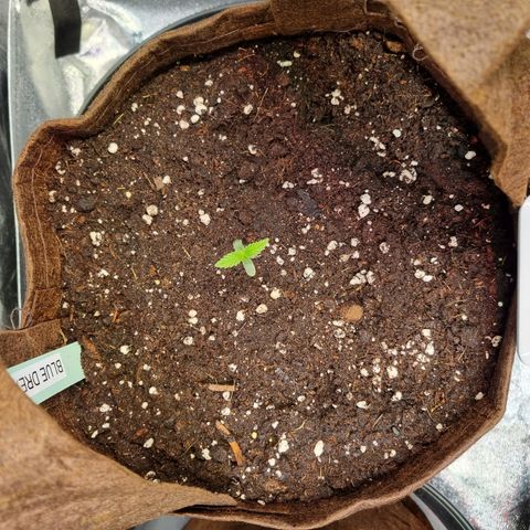 Blue Dream Auto Run #1 growlog timeline photo