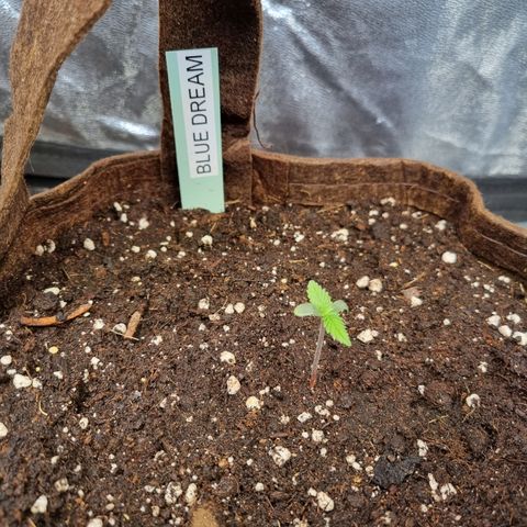 Blue Dream Auto Run #1 growlog timeline photo