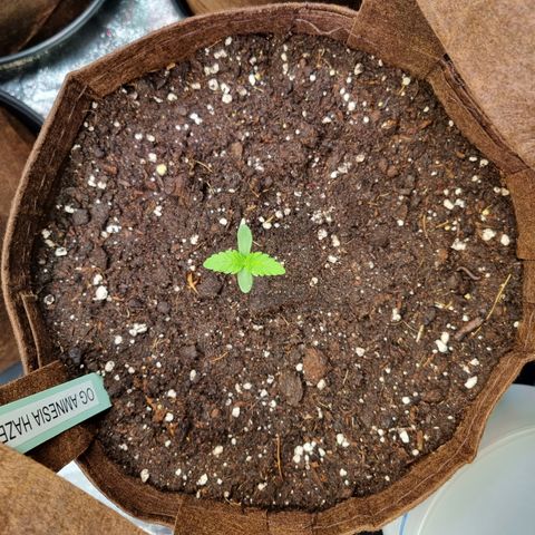 Amnesia Haze Auto Run #1 growlog timeline photo