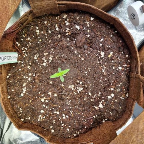 Purple Lemonade Auto Run #1 growlog timeline photo