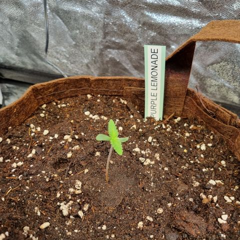 Purple Lemonade Auto Run #1 growlog timeline photo