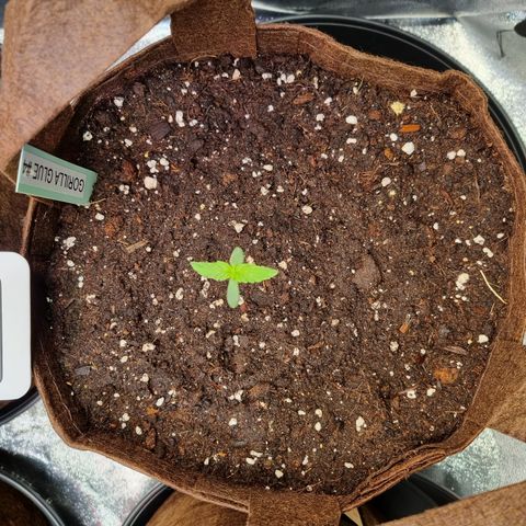 Gorilla Auto Run #1 growlog timeline photo