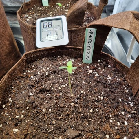 Gorilla Auto Run #1 growlog timeline photo