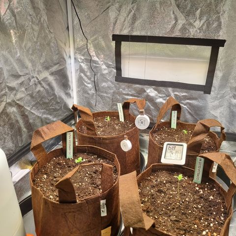 Purple Lemonade Auto Run #1 growlog timeline photo