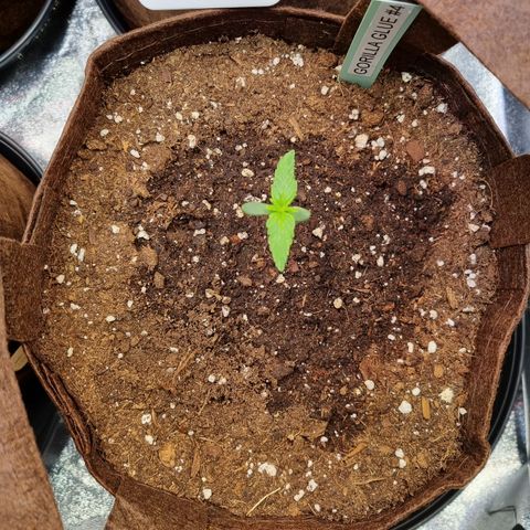 Gorilla Auto Run #1 growlog timeline photo