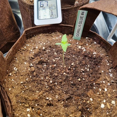Gorilla Auto Run #1 growlog timeline photo