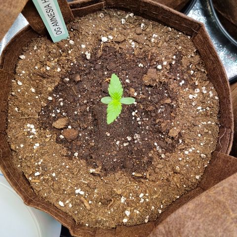 Amnesia Haze Auto Run #1 growlog timeline photo