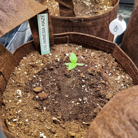 Amnesia Haze Auto Run #1 growlog timeline photo