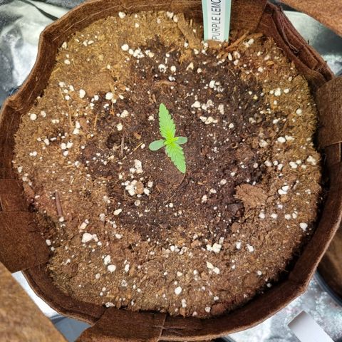 Purple Lemonade Auto Run #1 growlog timeline photo