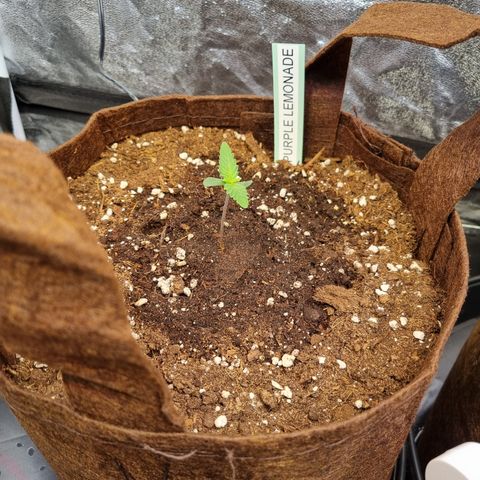 Purple Lemonade Auto Run #1 growlog timeline photo