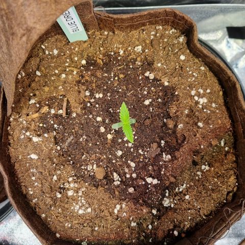 Amnesia Haze Auto Run #1 growlog timeline photo