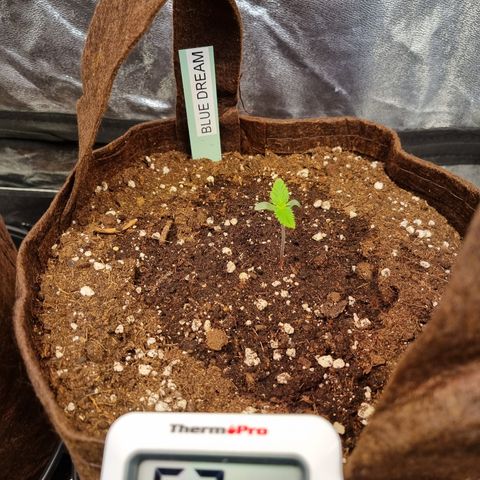 Amnesia Haze Auto Run #1 growlog timeline photo