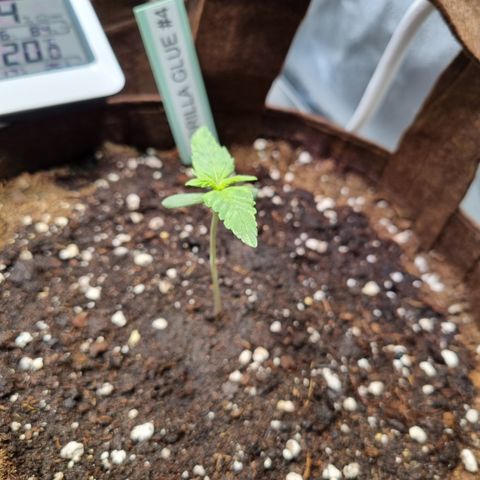 Gorilla Auto Run #1 growlog timeline photo