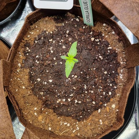 Gorilla Auto Run #1 growlog timeline photo