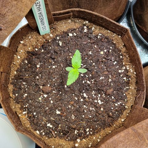 Amnesia Haze Auto Run #1 growlog timeline photo