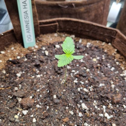 Amnesia Haze Auto Run #1 growlog timeline photo