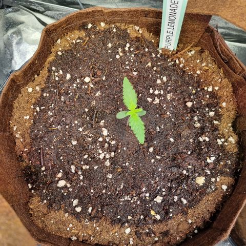 Purple Lemonade Auto Run #1 growlog timeline photo