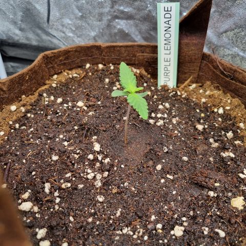 Purple Lemonade Auto Run #1 growlog timeline photo
