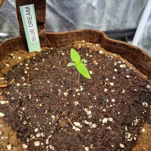 Blue Dream Auto Run #1 growlog timeline photo