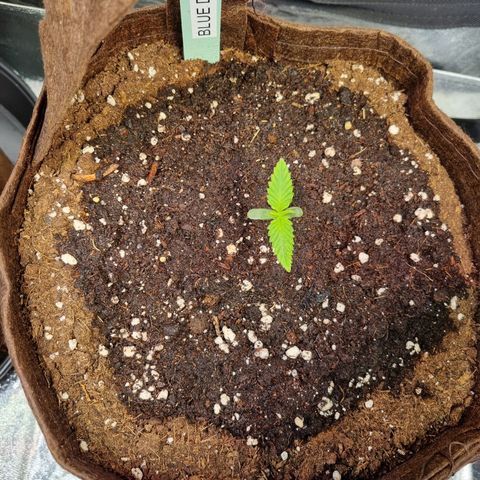 Blue Dream Auto Run #1 growlog timeline photo
