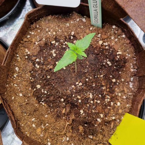 Gorilla Auto Run #1 growlog timeline photo