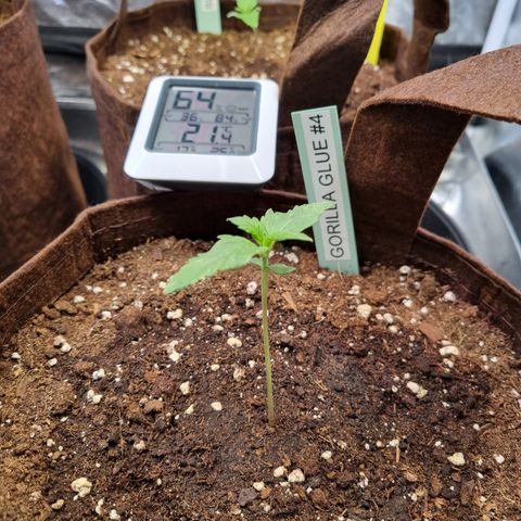 Gorilla Auto Run #1 growlog timeline photo