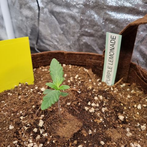 Purple Lemonade Auto Run #1 growlog timeline photo