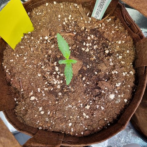 Purple Lemonade Auto Run #1 growlog timeline photo