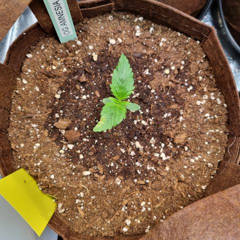 Amnesia Haze Auto Run #1 growlog timeline photo