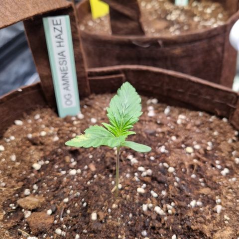 Amnesia Haze Auto Run #1 growlog timeline photo