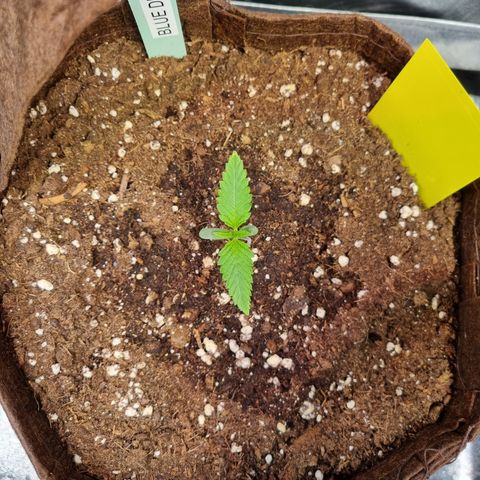Blue Dream Auto Run #1 growlog timeline photo