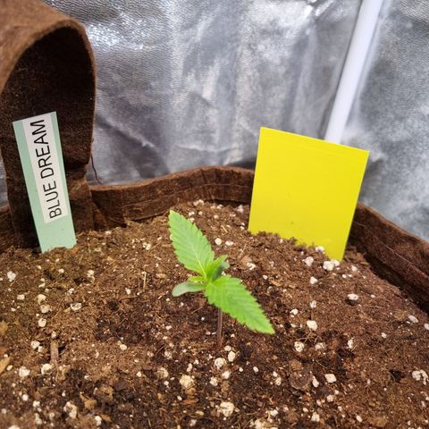 Blue Dream Auto Run #1 growlog timeline photo