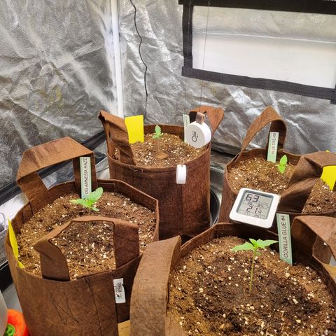 Purple Lemonade Auto Run #1 growlog timeline photo