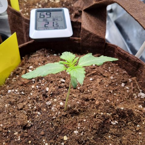Gorilla Auto Run #1 growlog timeline photo