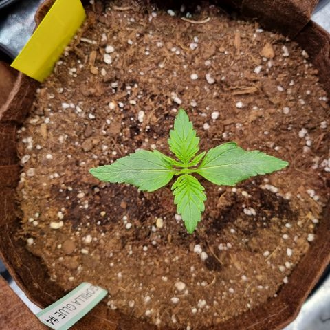 Gorilla Auto Run #1 growlog timeline photo