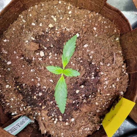 Purple Lemonade Auto Run #1 growlog timeline photo