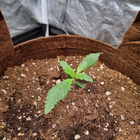 Purple Lemonade Auto Run #1 growlog timeline photo
