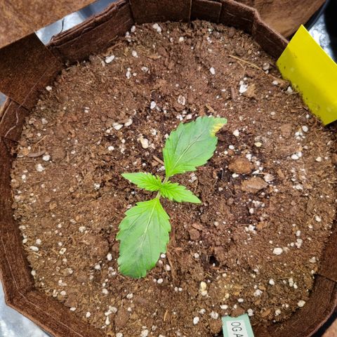 Amnesia Haze Auto Run #1 growlog timeline photo