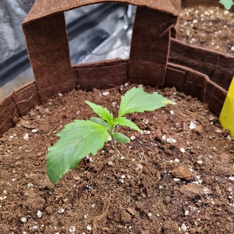 Amnesia Haze Auto Run #1 growlog timeline photo