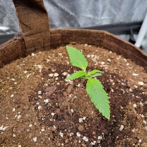 Blue Dream Auto Run #1 growlog timeline photo