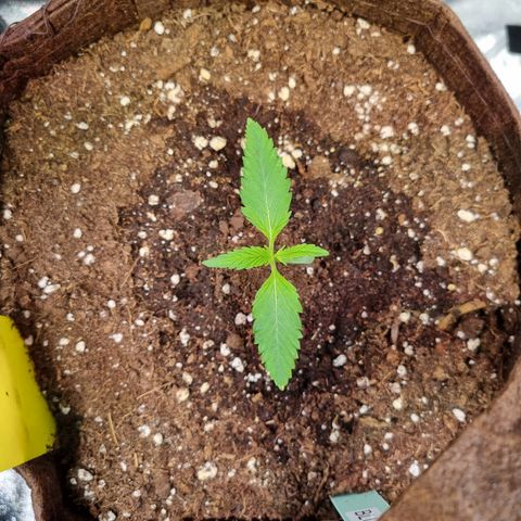 Blue Dream Auto Run #1 growlog timeline photo