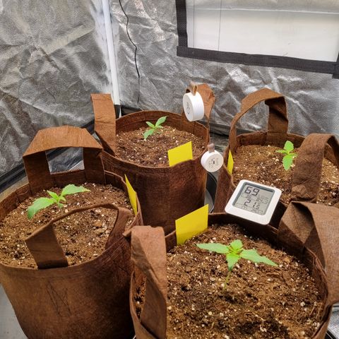 Purple Lemonade Auto Run #1 growlog timeline photo